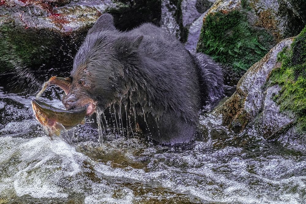 Black Bear-Salmon run-Anan Creek Wrangell-Alaska-USA
